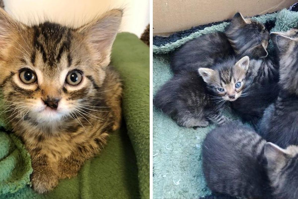 Kittens are Found Nestling Behind Stacks of Drywall, One of Them is Exceptionally Small