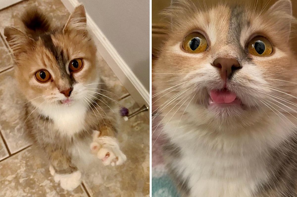 Cat with Irresistible Smile Hopes People Notice Her While She Waits for Dream Home