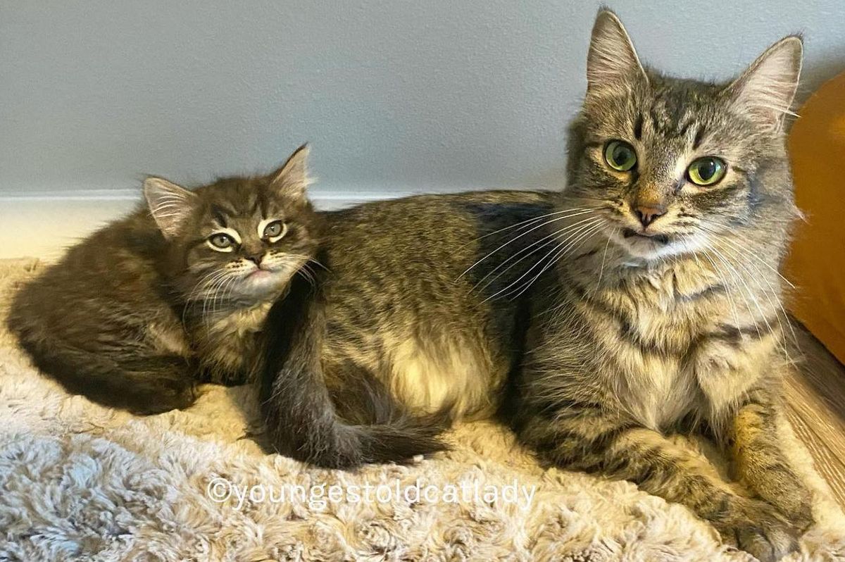 Cat and Her Only Kitten Share Unbreakable Bond - Journey to Their Dream Home Together