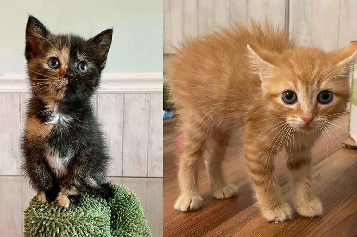 Kittens with Lots of Attitude Look Out for Each Other and Befriend Other Cats Along the Way