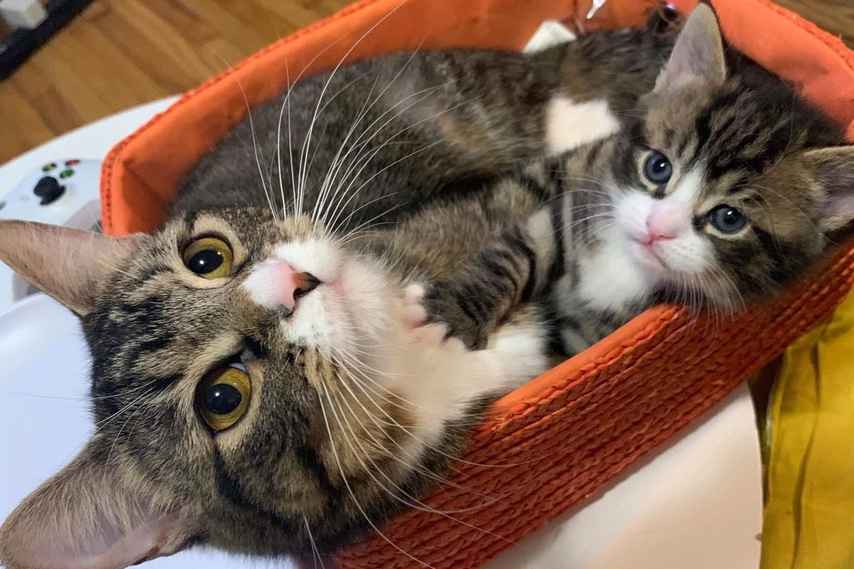 Cat Got Back to Her Beloved Kitten and Never Left His Side - They Hope for Home Together