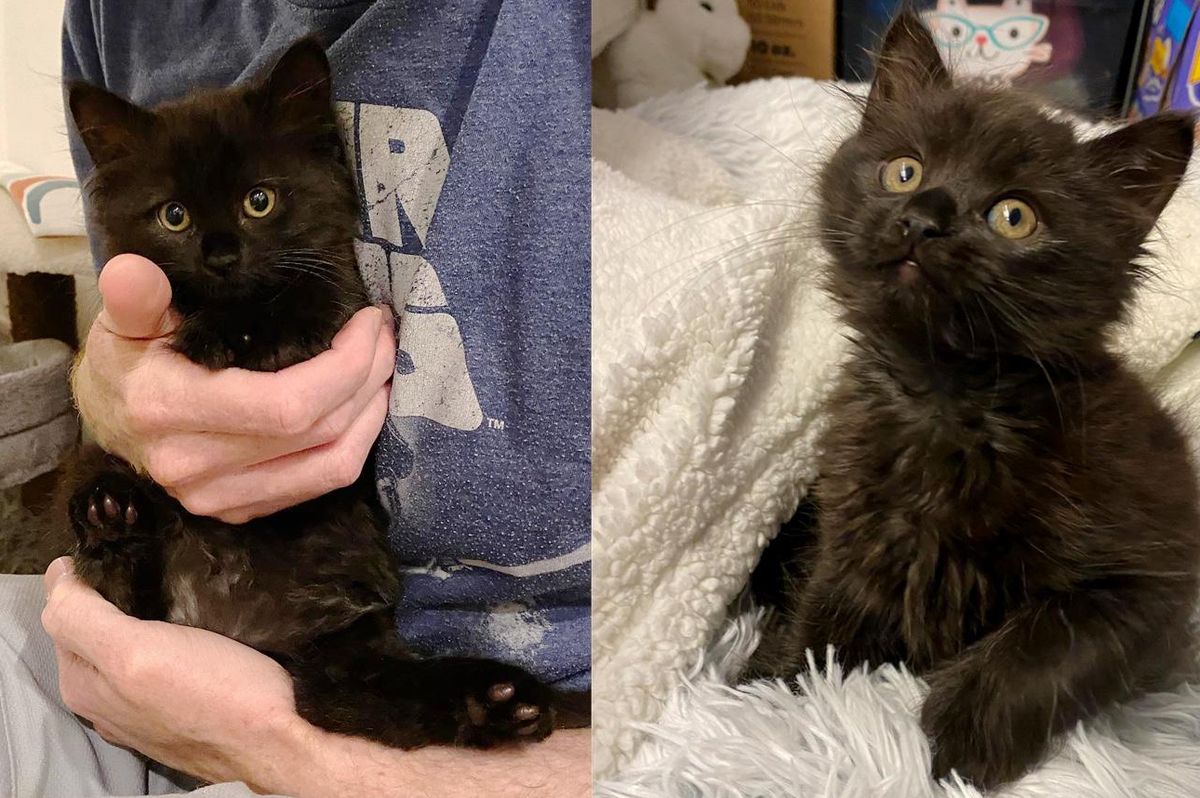 Kitten with Charming Personality Wins Over a Family and Their Cats