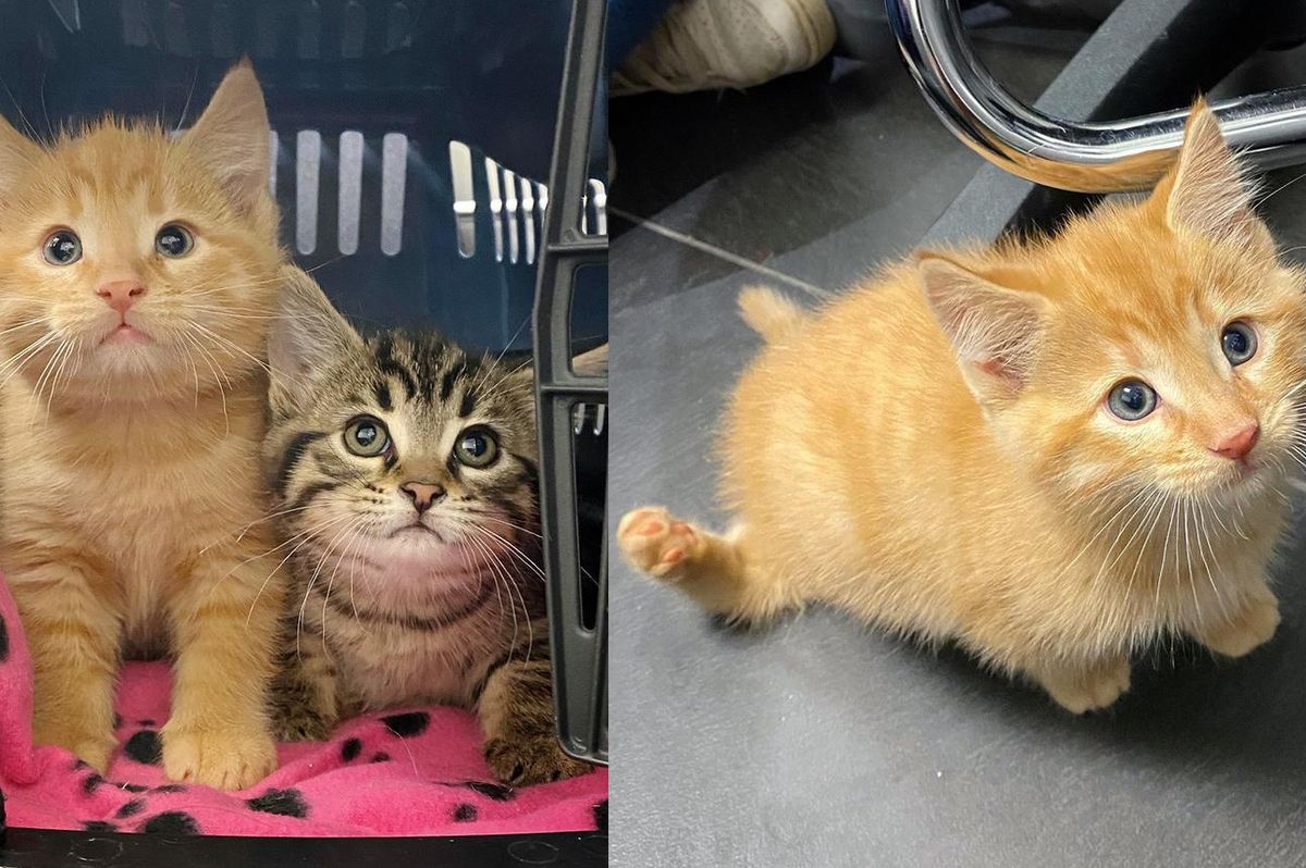 Kitten is So Happy to Walk and Run on All Four Paws for the First Time