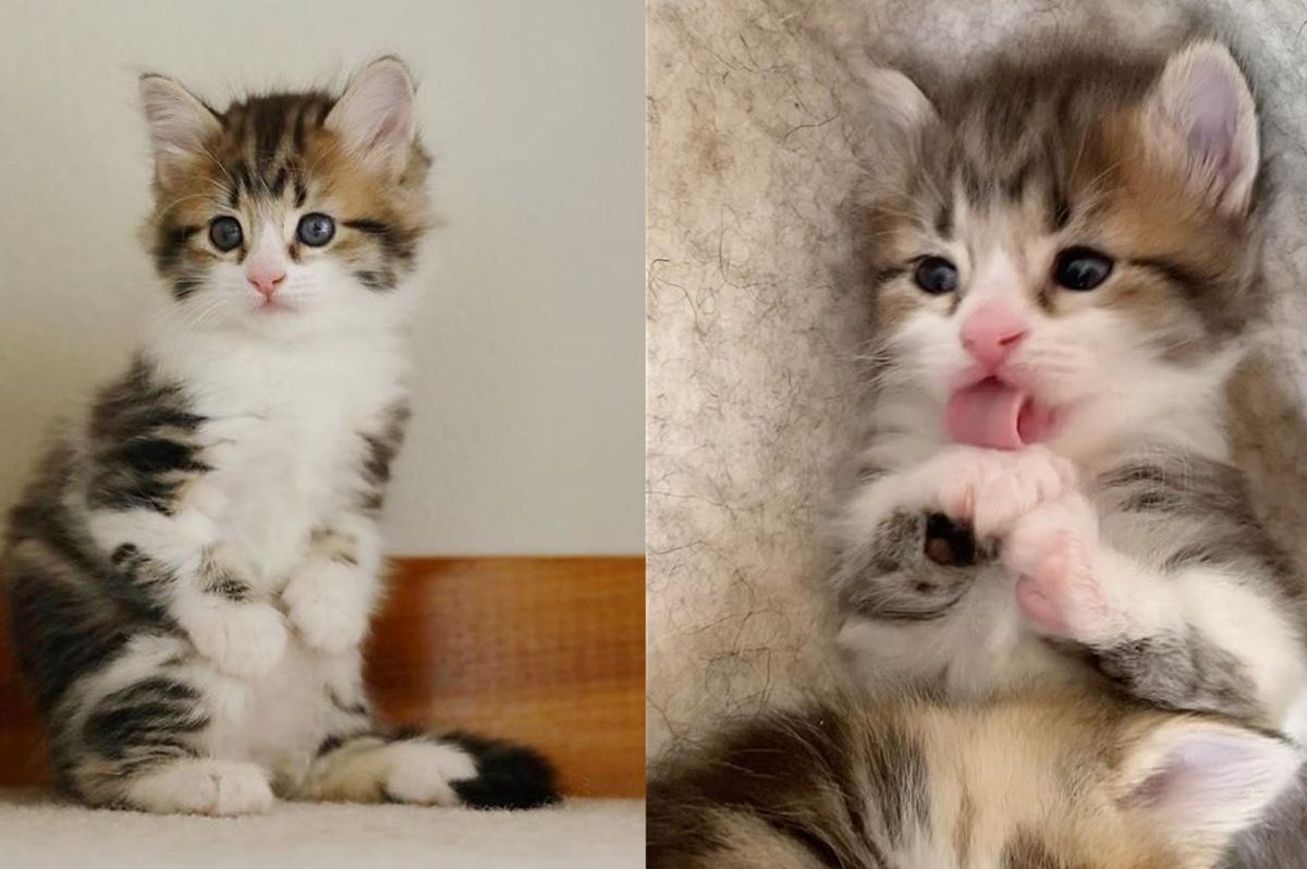 Kitten Stands Like a Kangaroo, Determined to Thrive and Live Best Life