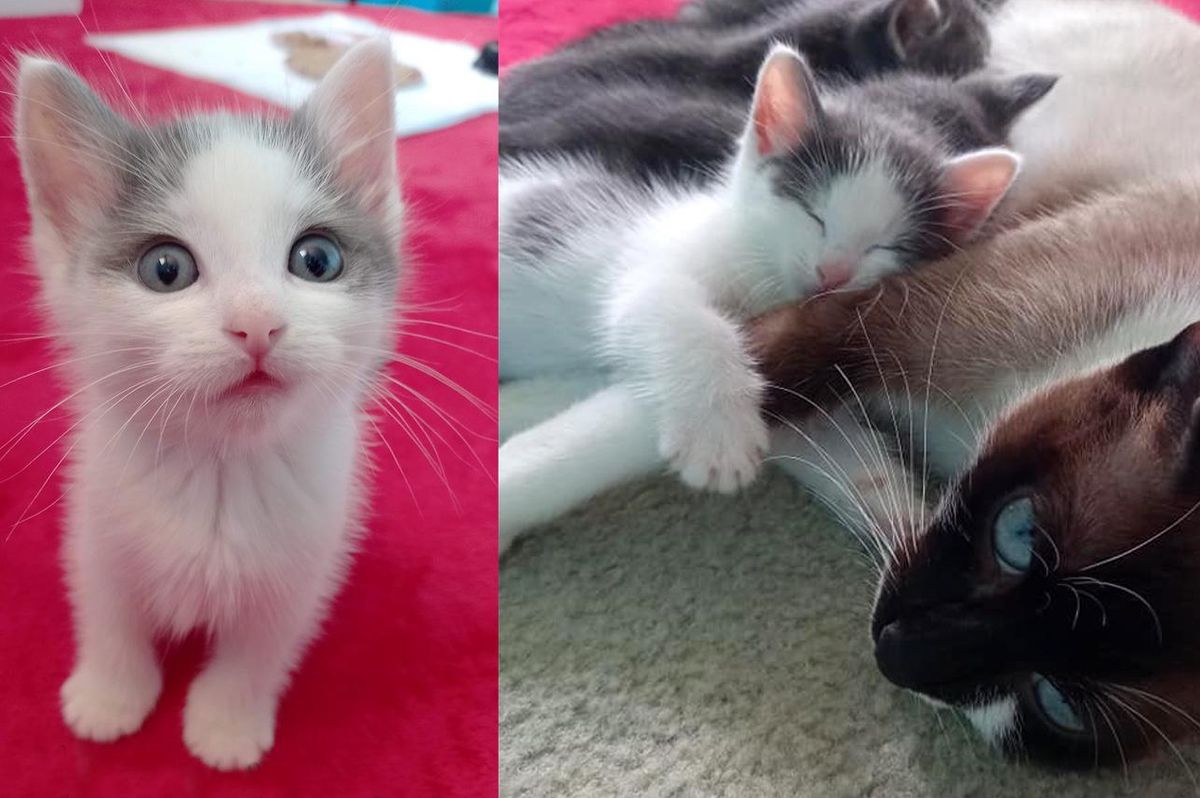 Kitten On His Own Until Cat Takes Him in and Makes Him Part of the Family