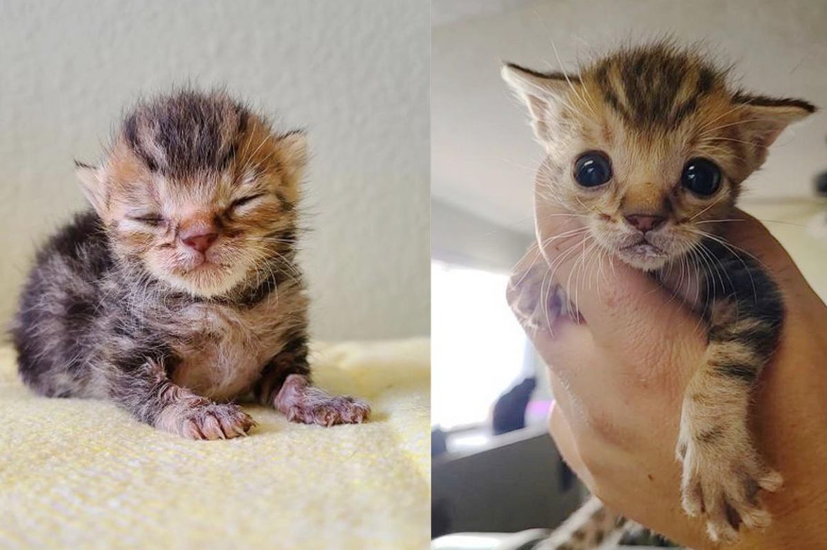 Kitten with 3 Paws and Strong Mind Rebounds from the Brink and Shows Everyone What He Can Do