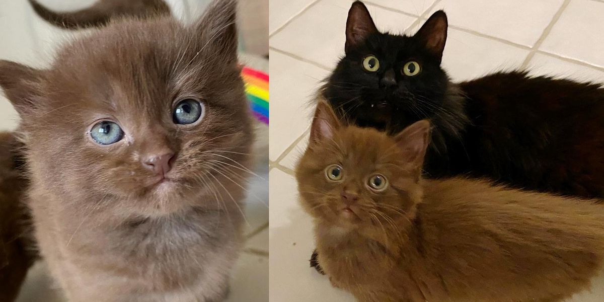 Catthew Cat Blossoms After Family Opened Their Door to Her and Her Adorable ...