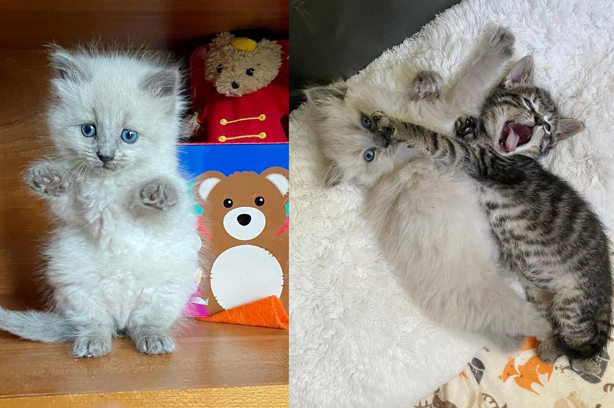Two Kittens from Different Litters Share Adorable Bond, They Hope for Dream Home Together