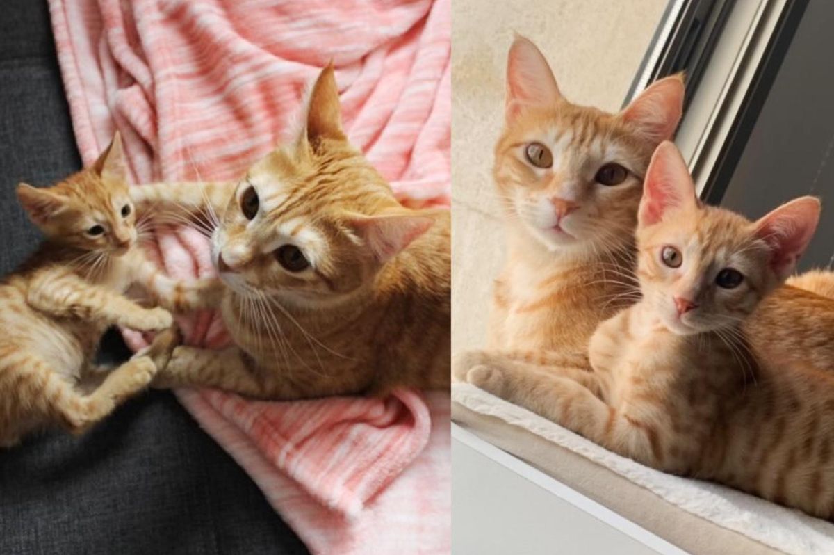 Kitten Found as a Stray Determined to Win Cat Over When They Cross Paths