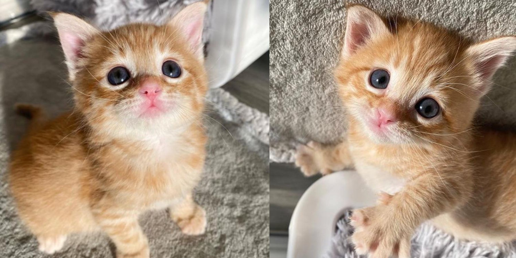 Kitten from the Street Flourishes into Endearing Ginger Tabby Through the Kindness of Family - Love Meow