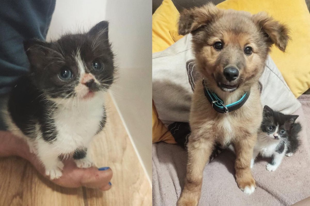 Kitten Tags Along with Everyone He Meets and Determined to Never Be Alone Again