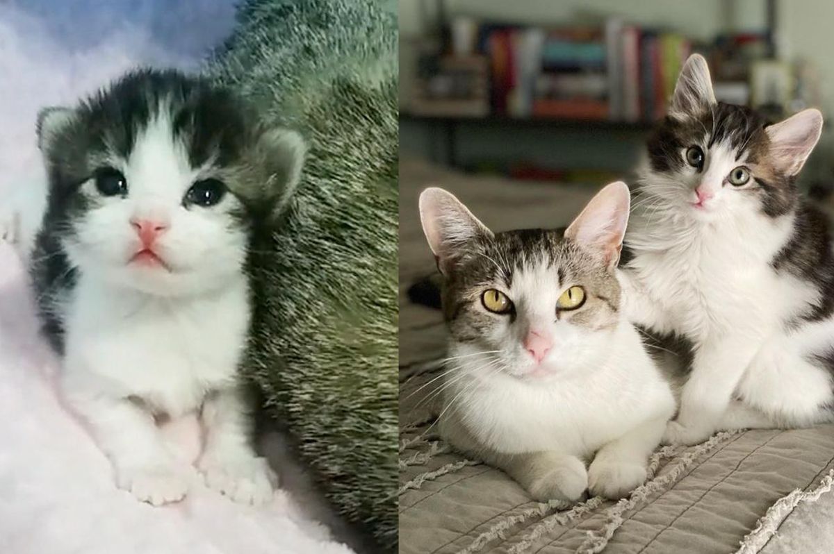 Cat Walked Up to Woman for Help So All Her Kittens Would Have Their Happily Ever After