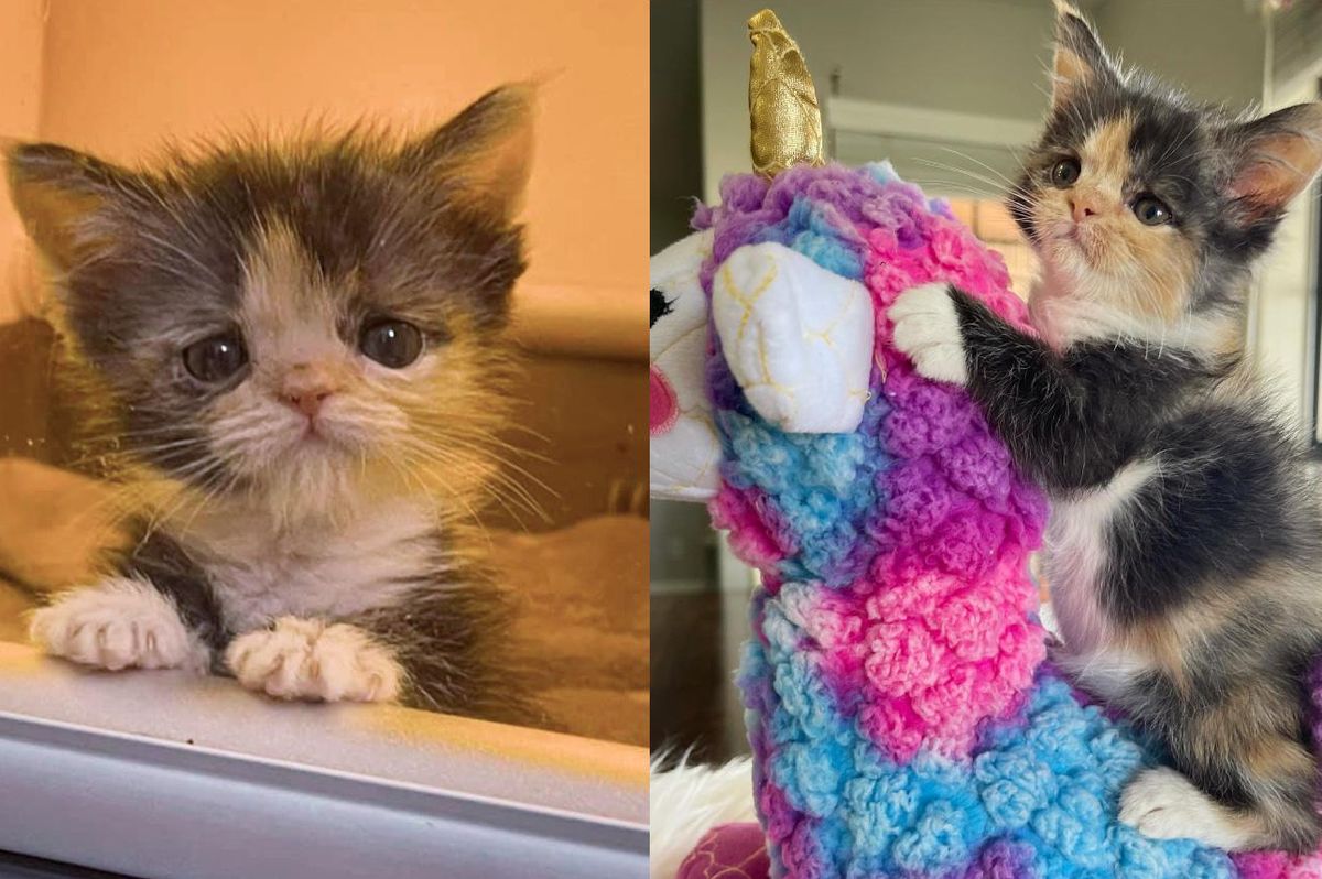 Kitten with Strong Will Transforms from Tiny Preemie to Adorable Fluffy Calico