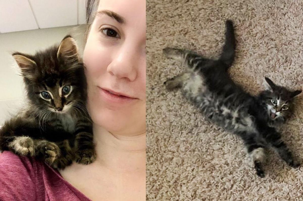 Kitten Wandered Out of a Ditch and Found His Way into the Heart of Woman