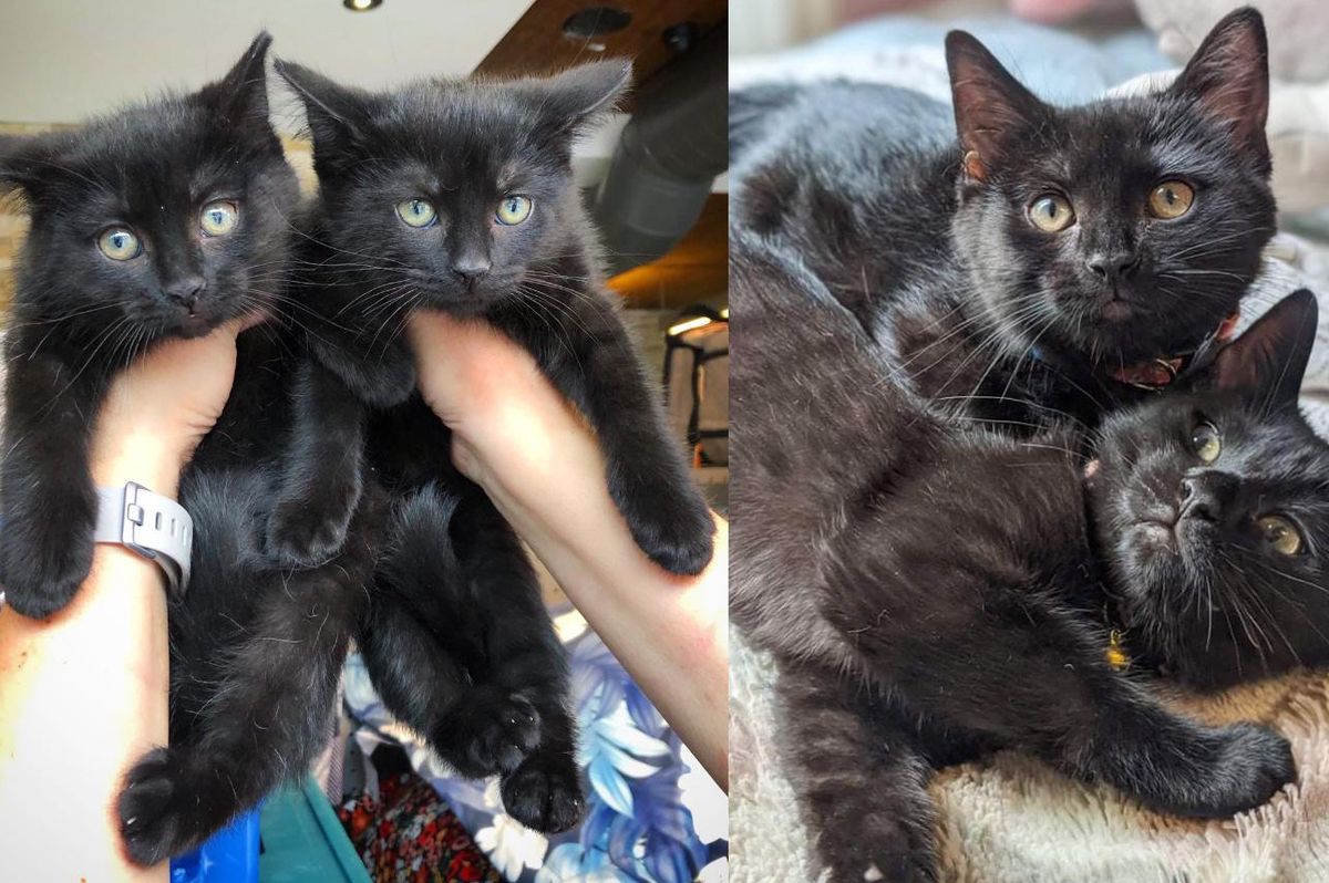 Kittens Find Their Way to Garden Together and Won't Leave Each Other's Side