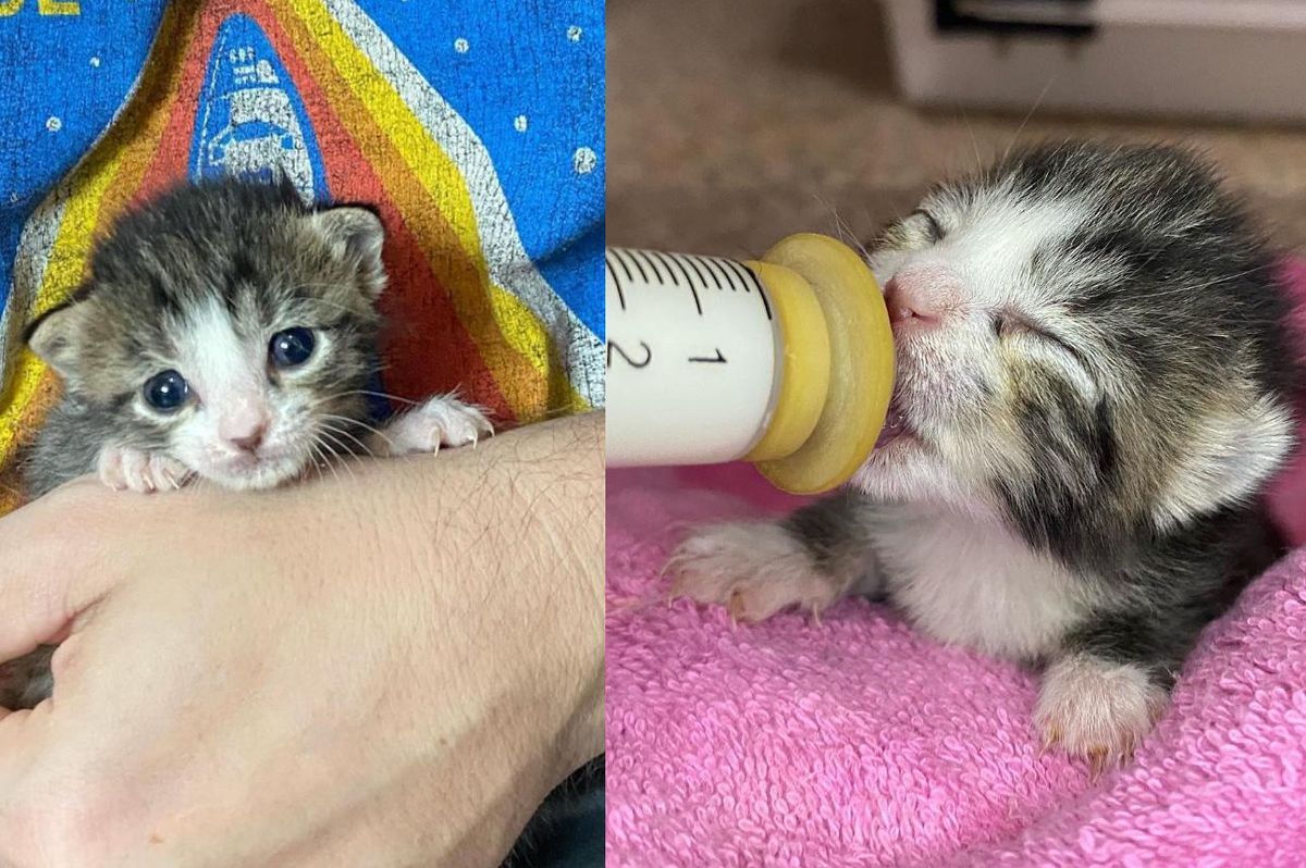 Kitten Bounced Back on Her Paws and Turned into Quite the Clingy Cat