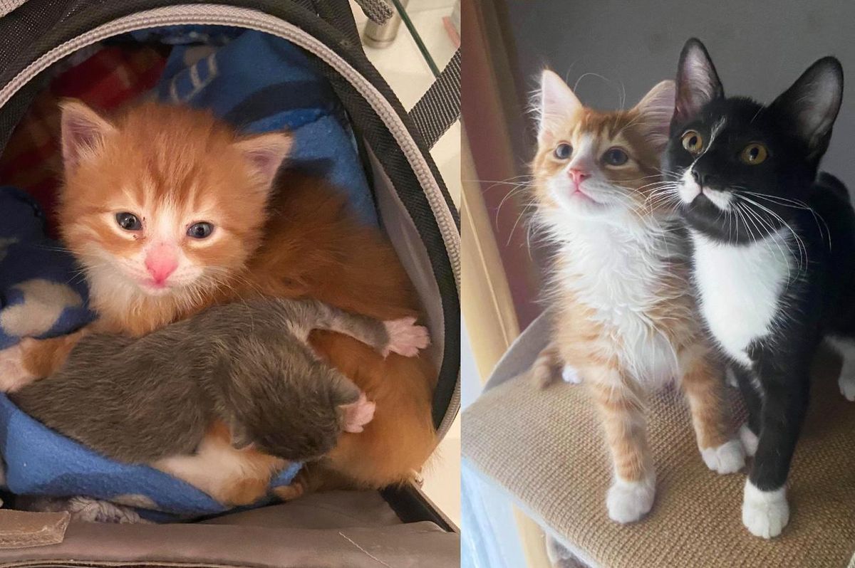Orange Kitten Found in a Box Helps Other Cats Like Him and Finds Best Friend Along the Way