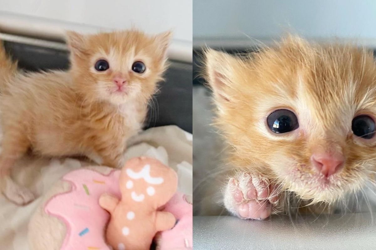 Kitten Left Behind After Birth Triumphs with Help of Family and Strong Will to Live