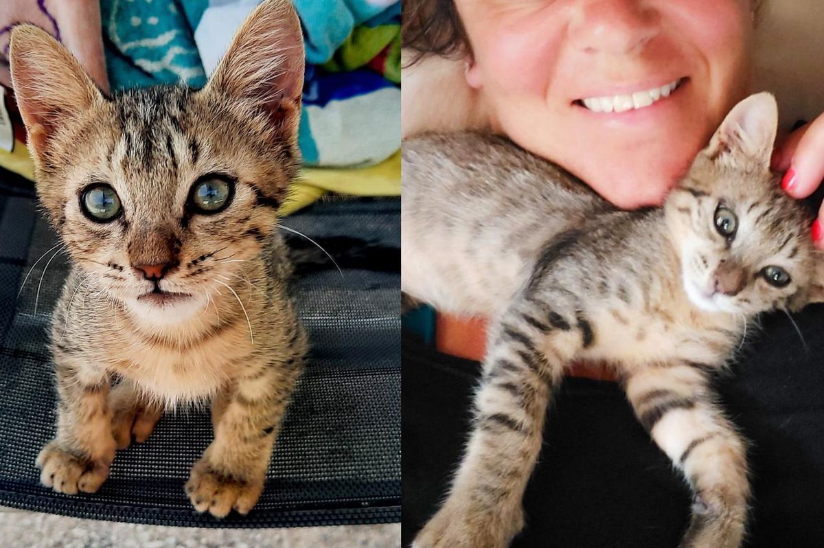 Kitten Comes Bounding Up to Couple on a Beach and Asks to Travel with Them