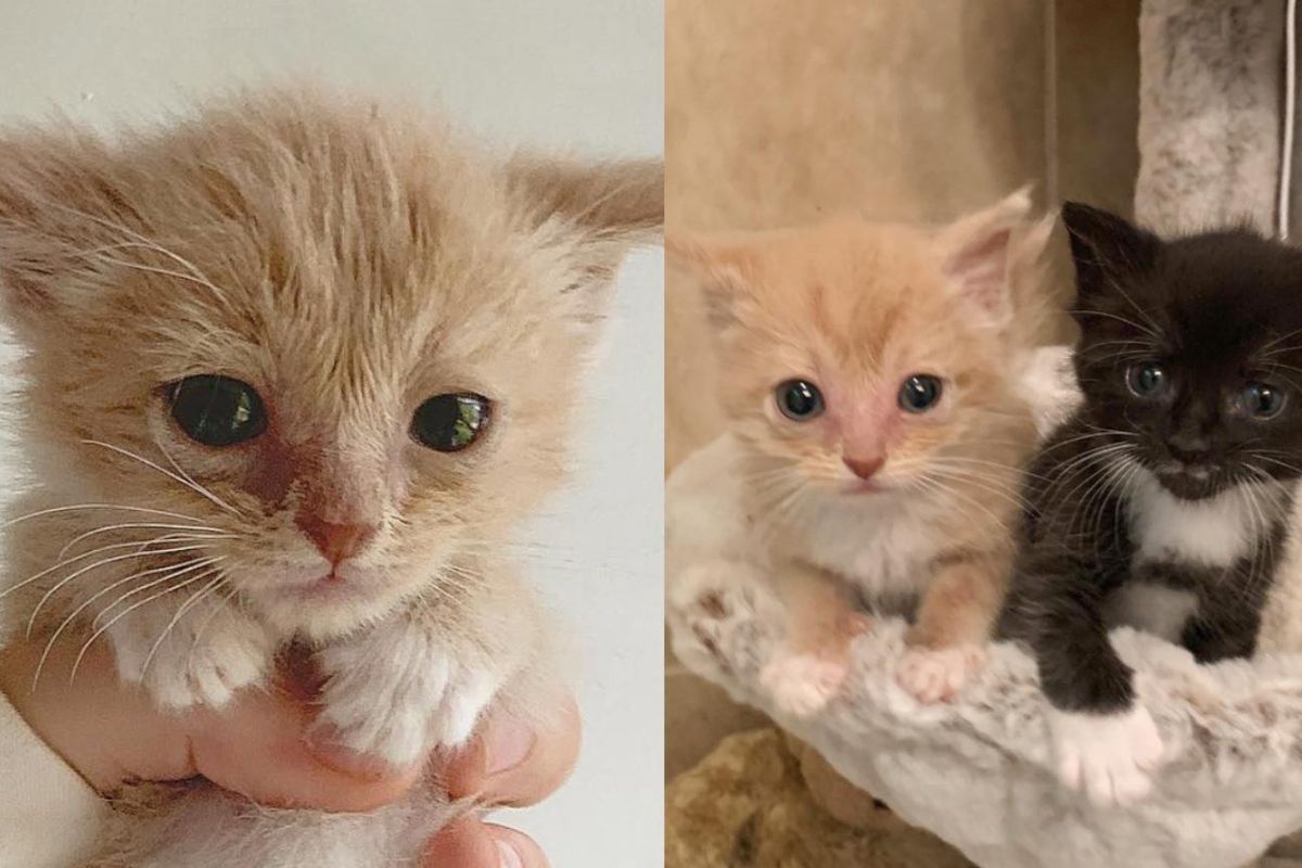 Kitten Befriends a Talkative Tuxedo When They Need Each Other the Most