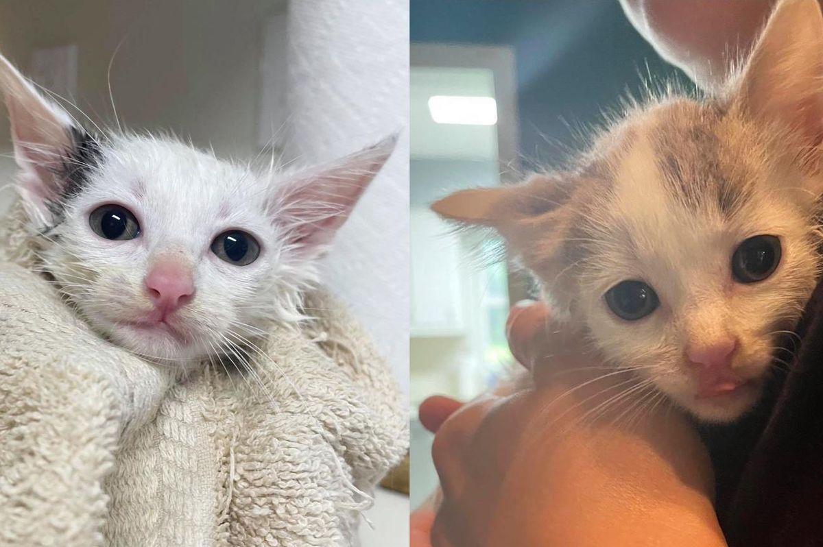 Man Crawls Under Sidewalk to Rescue 6 Kittens So They Can Have Better Lives