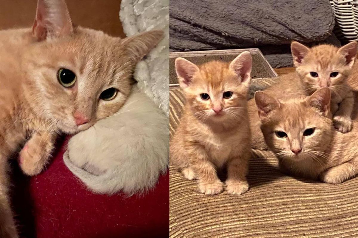 Resilient Street Cat Ensures Her Kittens Live and Hopes for Home with Her Bonded Son