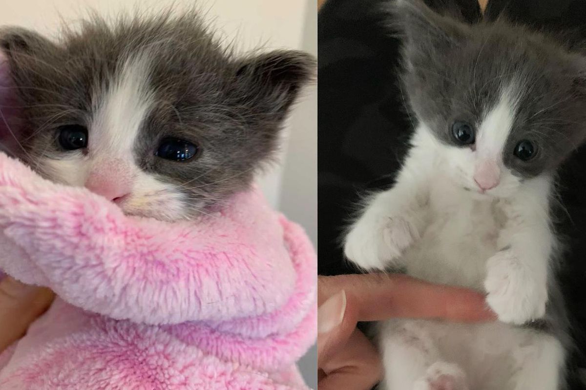 Kitten Found on a Hot Day Hiding Under Car Gets Back on Her Feet, Now Thriving as Happy Lap Cat