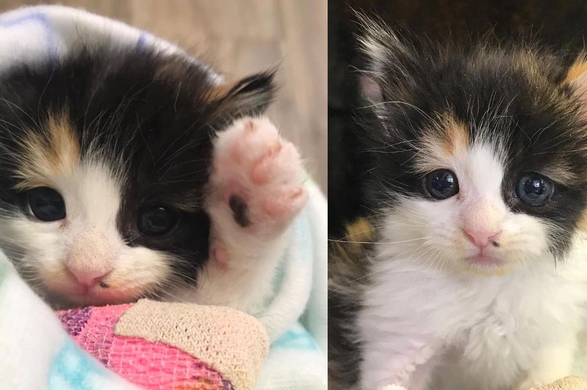 Kitten Found in Plant Nursery is So Happy to Be Helped and Determined to Get Back on Her Feet