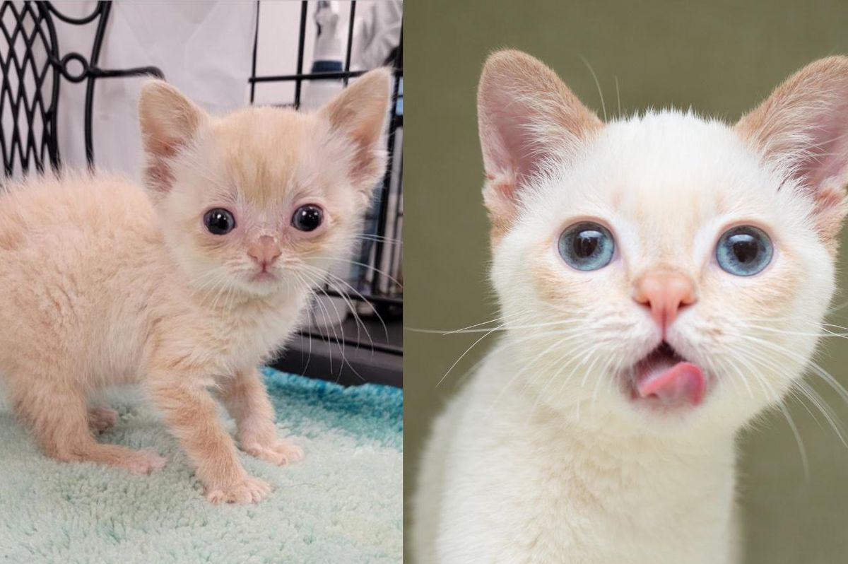 Kitten with Wobbly Gait Found Alone as Stray Lets Nothing Slow Him Down