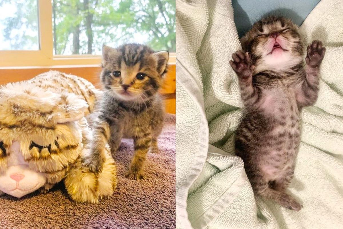 Kitten Found Outdoors with Strong Will is Thrilled to Be Off the Street and Have Big Family to Care for Her