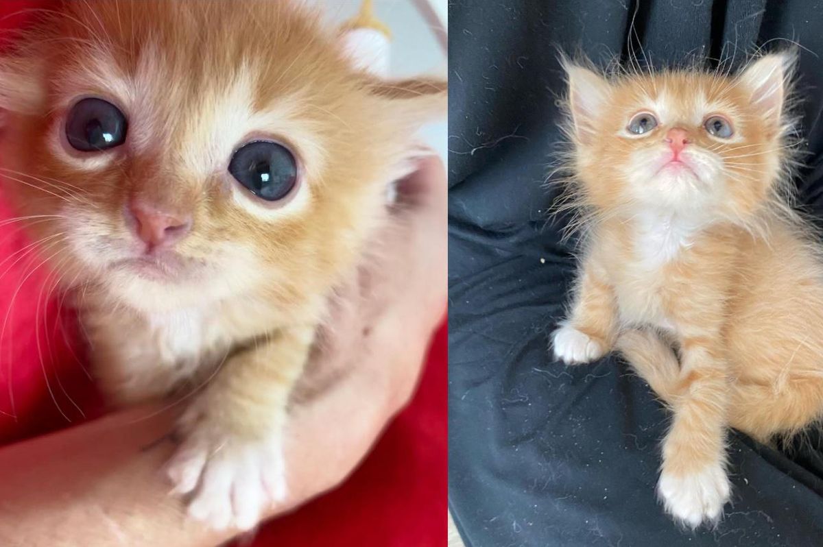 Kitten Hogs Laps and Insists on Having Constant Companion After Being Found Outside at Birth