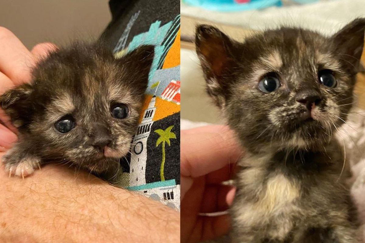 Tortie Kitten is So Happy to Have Family to Hold onto After She Waited Days for Foster Care