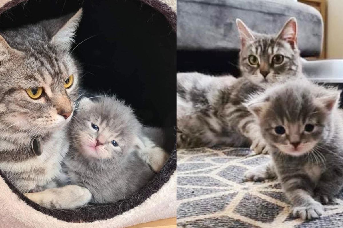 Cat Gives Her Only Kitten Unconditional Love After Being Found Outside, They Bring Each Other Joy