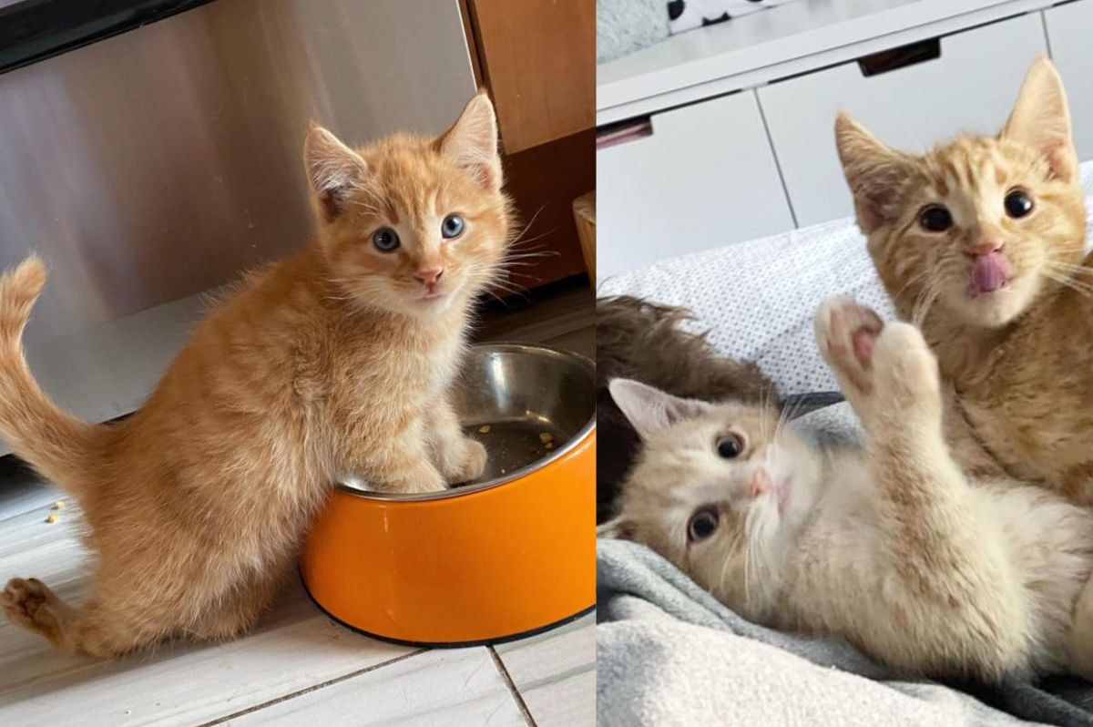 Kitten Walks on All Fours for the First Time and Finds Tabby Cat to Be His Life-long Companion