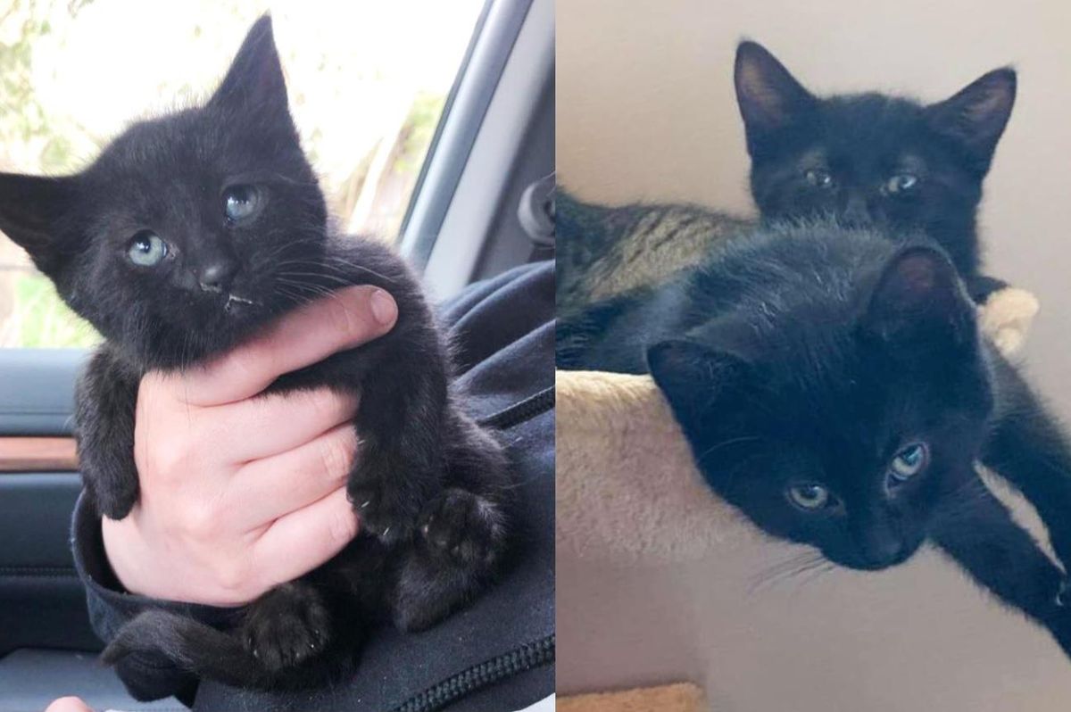 Kittens Find Their Happily Ever After Together After Leaving Life as Feral Cats