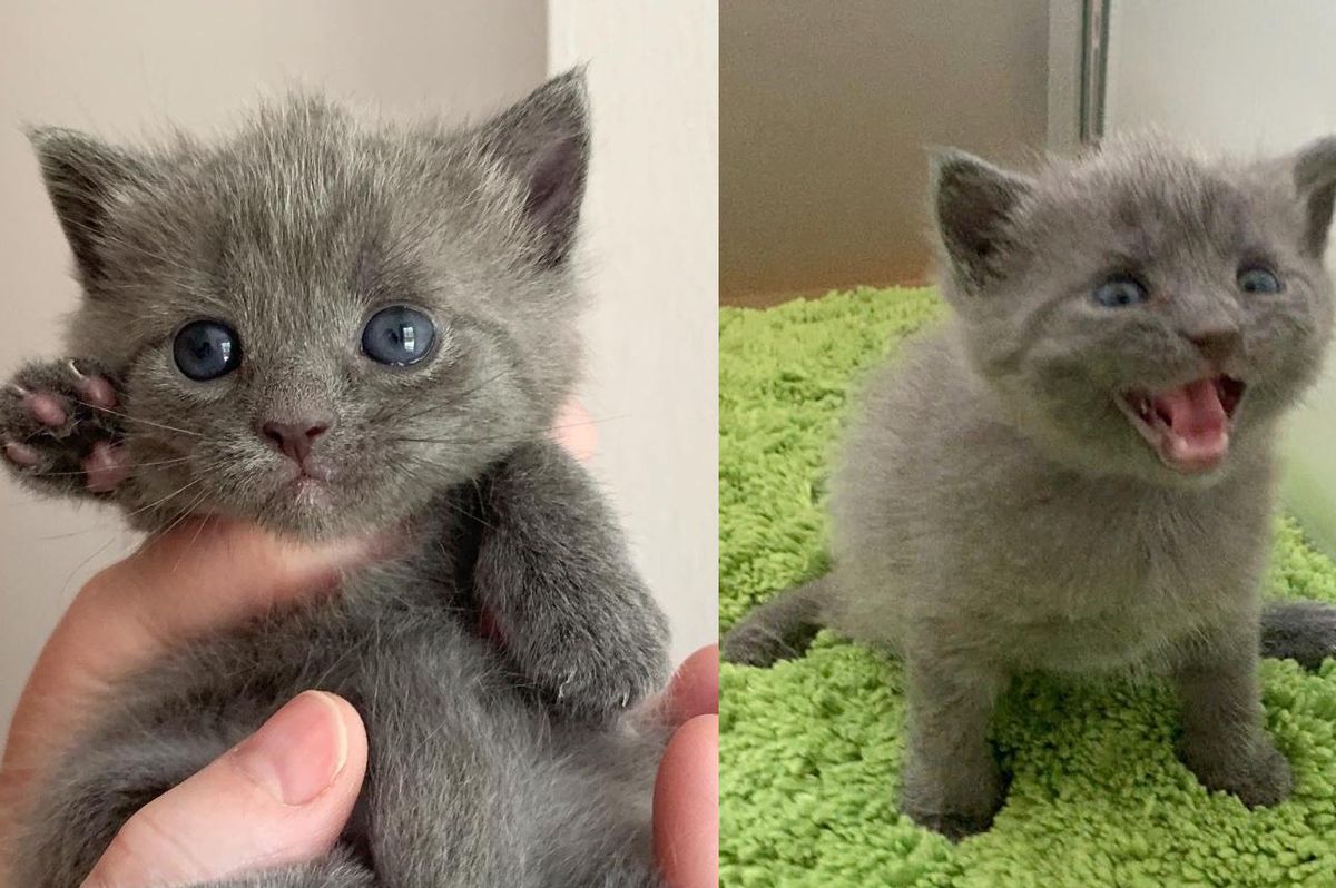 Kitten with Frog-like Legs Makes Great Progress in Weeks and Strives to Live Full Life