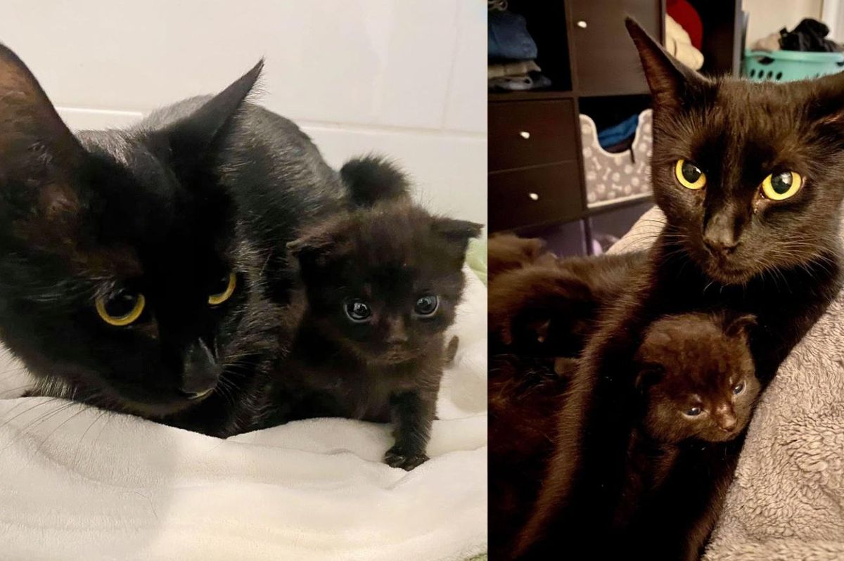 Cat Comes Over to Lone Kitten, Takes Him by the Paw and Raises Him Along with Her Own