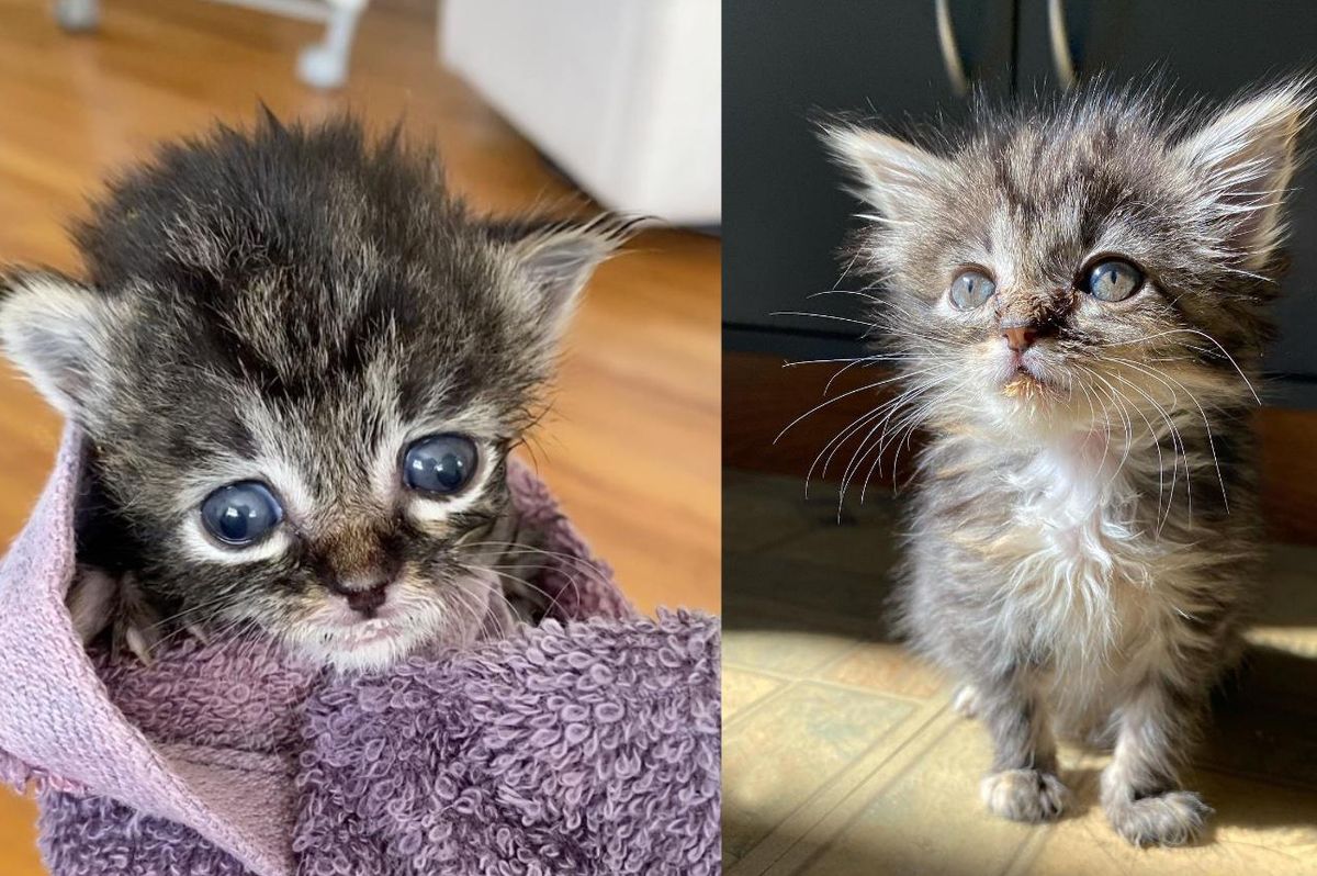 Kitten Size of a Bagel Seeks to Live Full Life Despite Being Late Bloomer, Now Flourishing into Stunning Cat