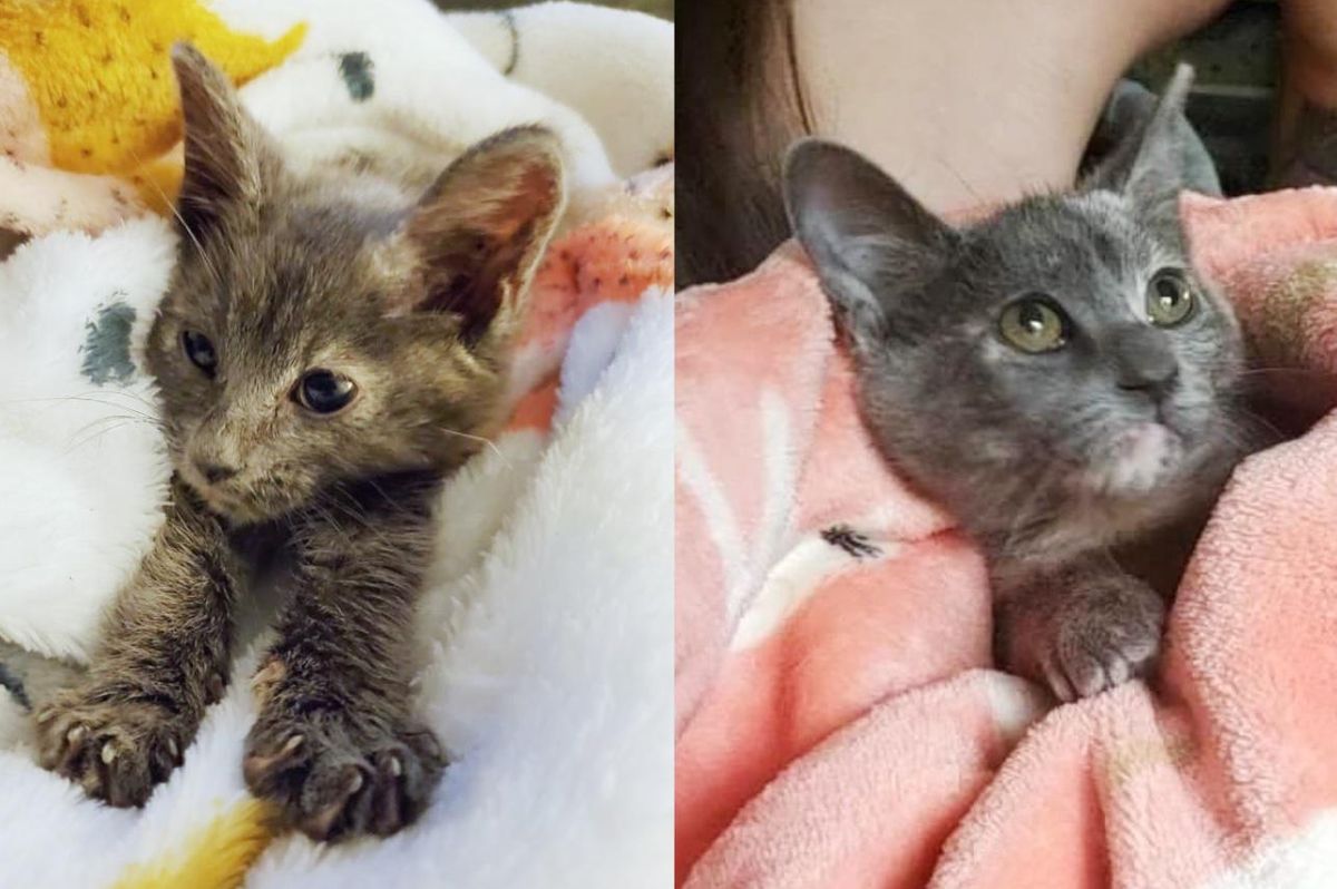 Kitten Wriggles into the Heart of Woman Who Helped Her After She Was Rescued from a Bag During Storm
