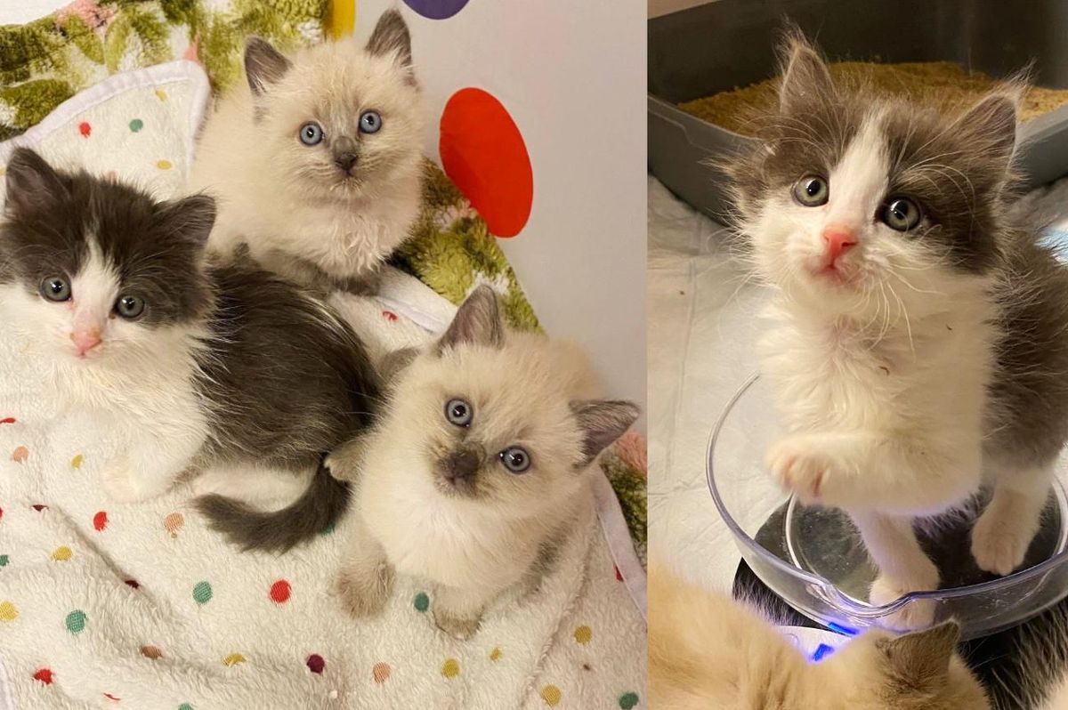 3 Kittens Get New Lease on Life with Help of Family, Now Jumping Around with Immense Joy