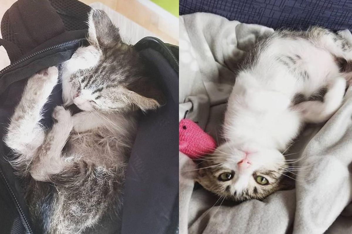 Woman Bikes Home with a Kitten in Her Backpack After They Crossed Paths at Intersection