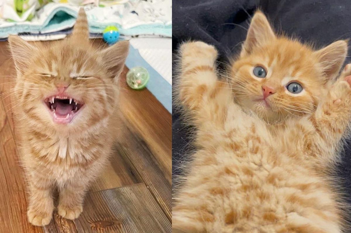 Orphan Kitten Goes from Hiding Under Blankets to 'Roaring' for Attention and Melting Hearts