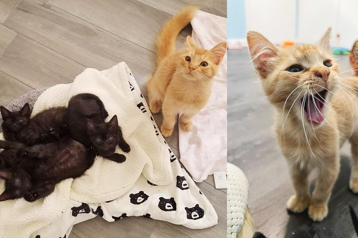 Orange Kitten Hops the Fence to Join Litter of Smaller Kittens and Decides to Help Raise Them
