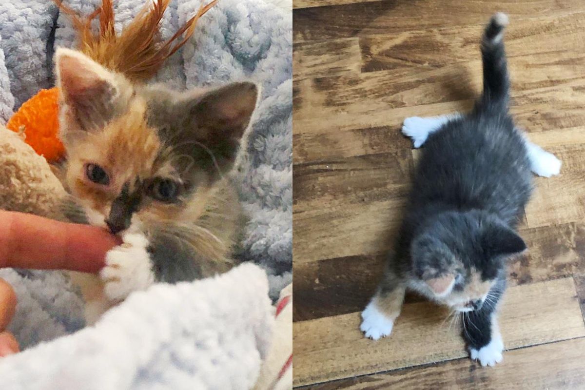 Kitten Swims Her Way to Overcome 'Swimmers Legs' and is Running and Climbing for the First Time