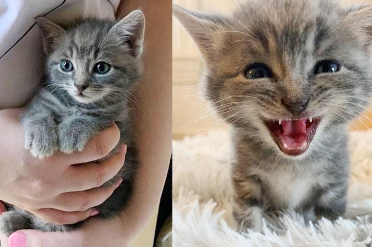 Woman Hears What She Thinks Is a Bird But Finds a Kitten Sitting in a Garden All Alone