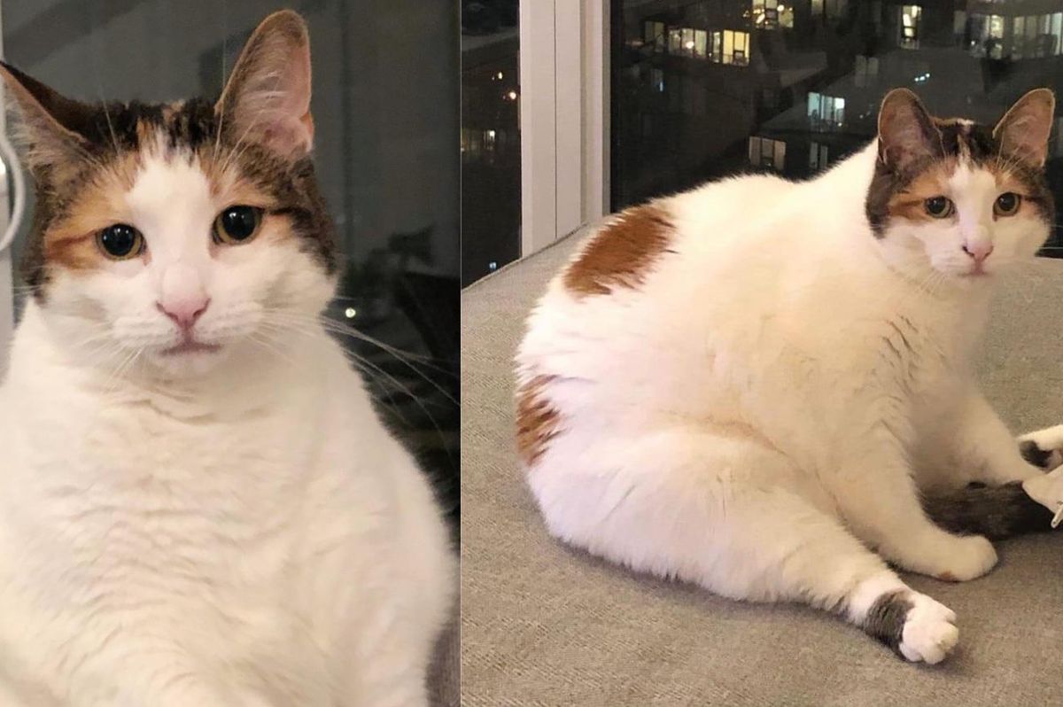 Cat Has Been in and Out of Shelter, Hopes to Find Family Willing to Help Her Through Thick and Thin