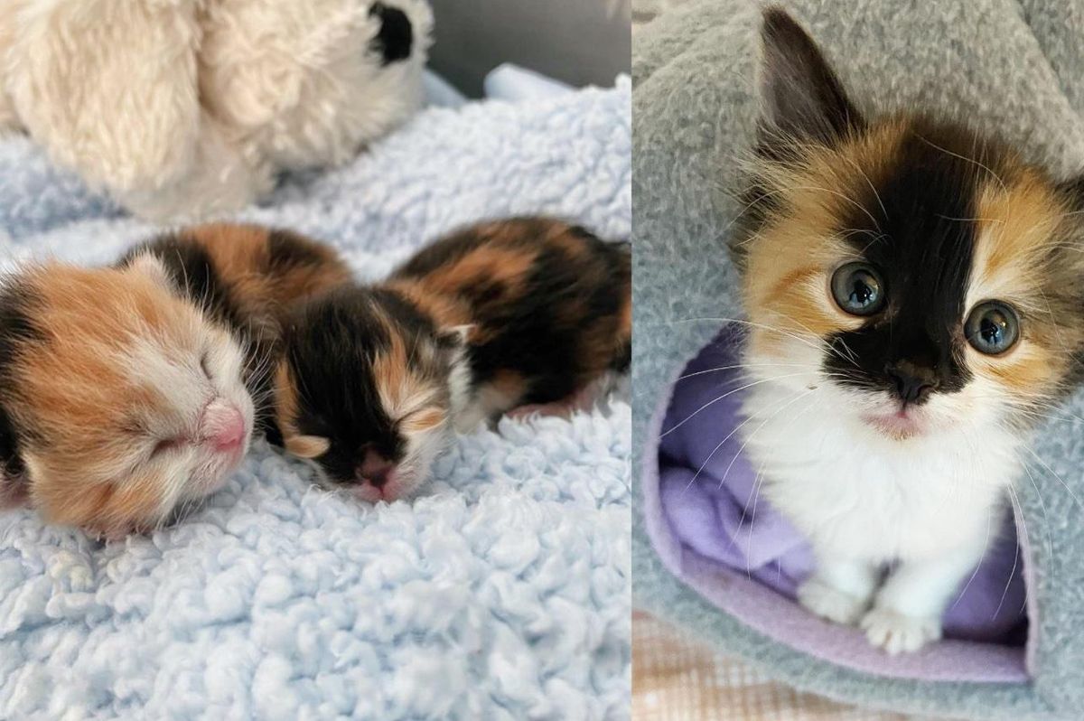 Kitten Rescued at 3 Days Old as the Runt of Her Litter Shows Biggest Personality and Sass