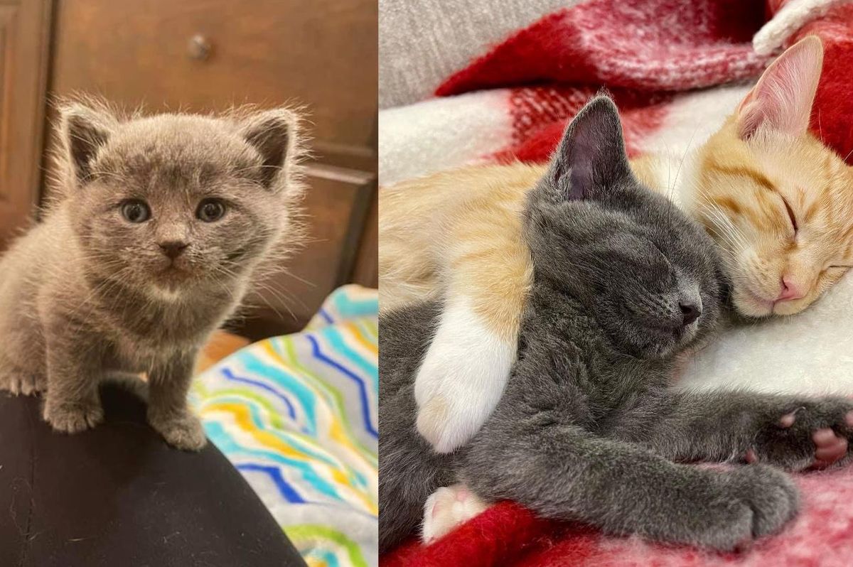 Kitten Came in a Box Left Outside in the Cold, Forms the Cutest Bond with an Orange Cat