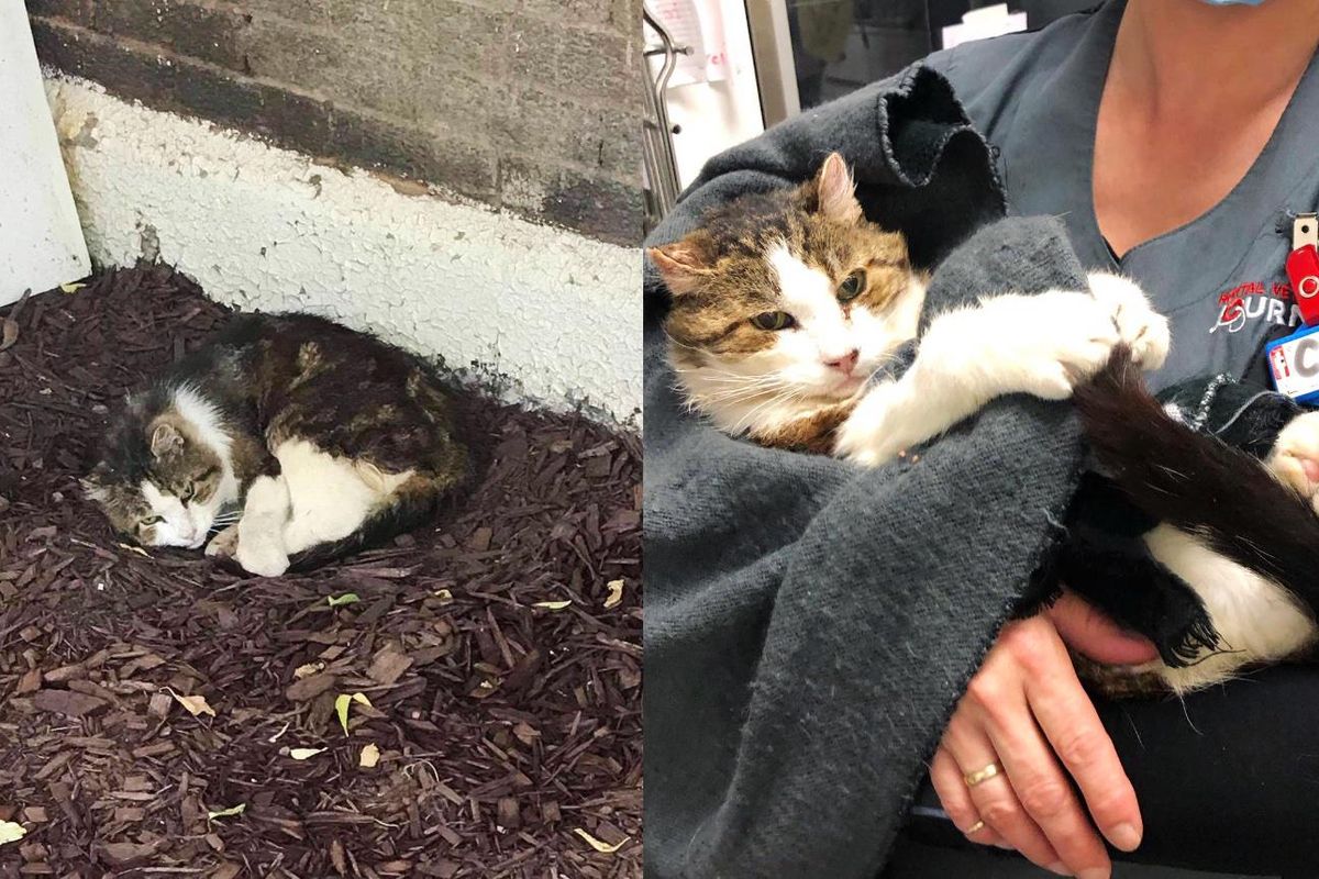 Cat So Happy to Have a Couch to Sleep On After Living Under Staircase for Years