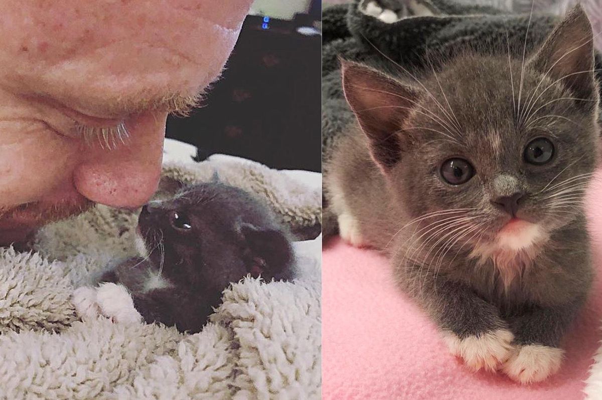 Man Accompanies Kitten Until She Feels Better, and Ensures Happily Ever After for Her and Her Sister
